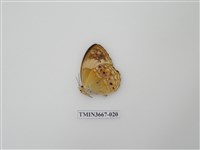 藏品(蛺蝶科(1))的圖片